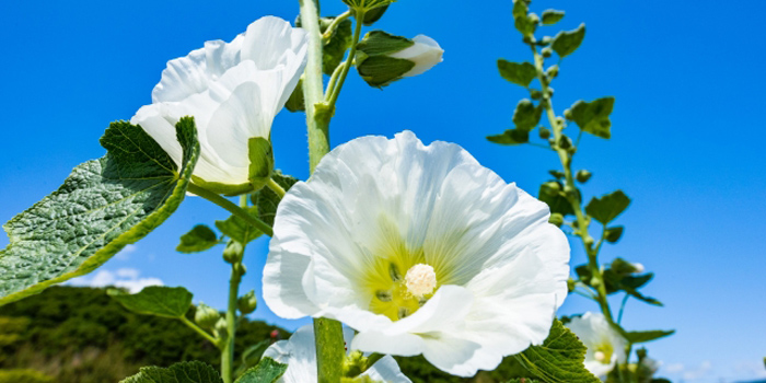 福島県福島市の花　タチアオイ