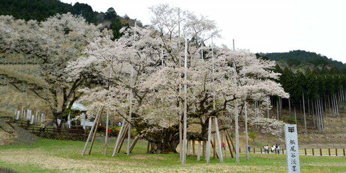 岐阜県本巣市の花　薄墨桜