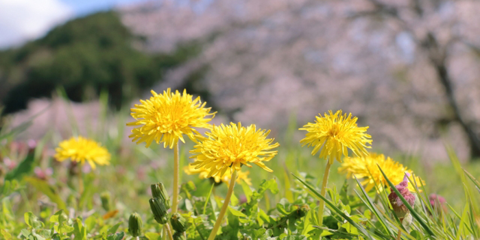 岐阜県安八郡輪之内町の花　タンポポ