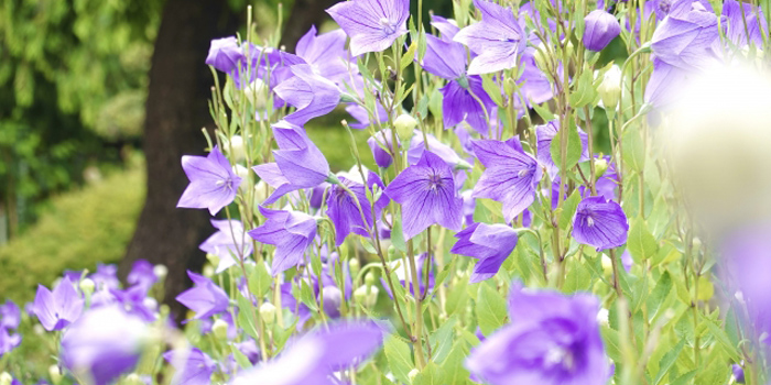 岩手県紫波郡紫波町の花　キキョウ