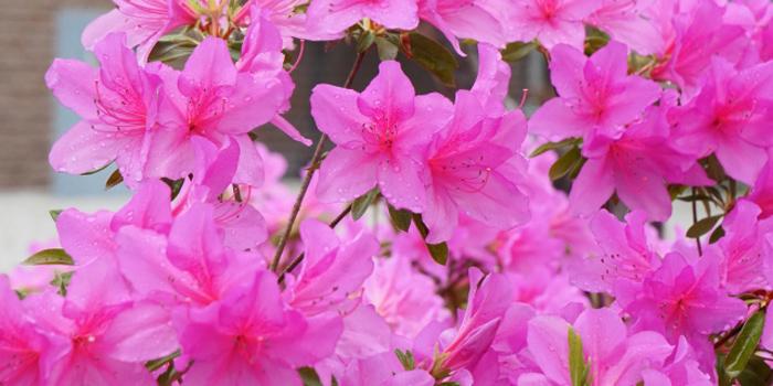 埼玉県狭山市の花　つつじ