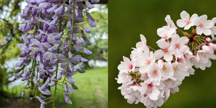 西多摩郡日の出町の花　フジ・サクラ